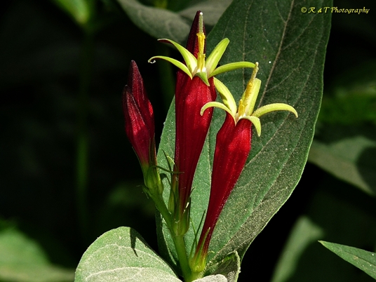 {Spigelia marilandica}